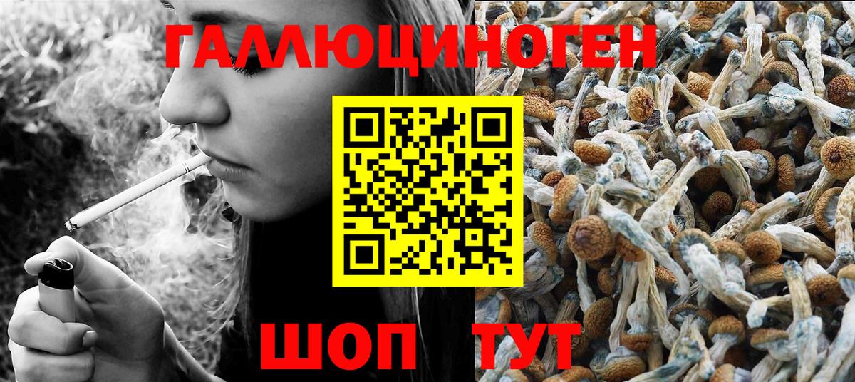 Галлюциногенные грибы Psilocybe Зеленогорск
