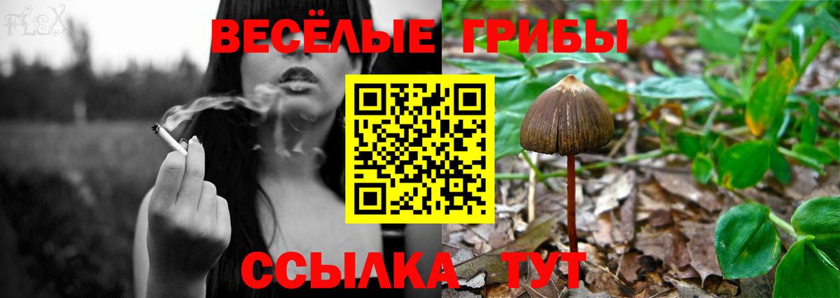 хочу   Вход с VPN  Зеленогорск  Галлюциногенные грибы GOLDEN TEACHER 